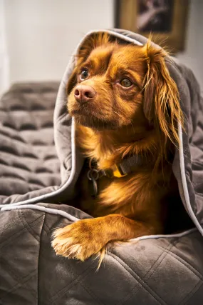 Laboni Multifunctional Outdoor and Travel Dog Blanket Oxford