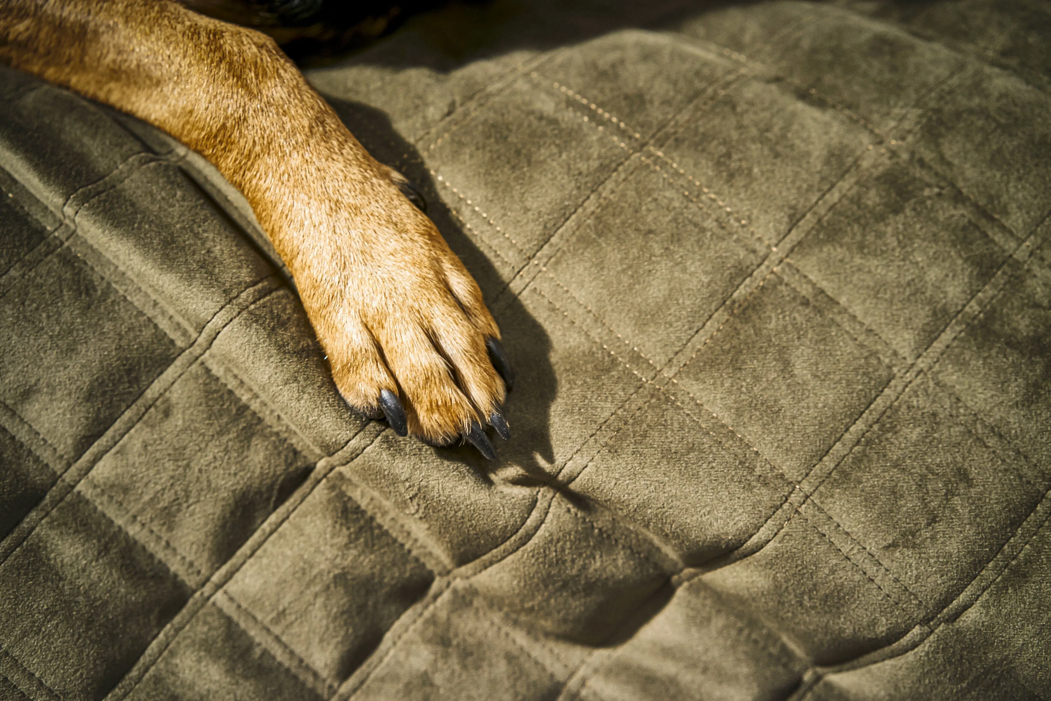 Laboni Multifunctional Outdoor and Travel Dog Blanket Oxford